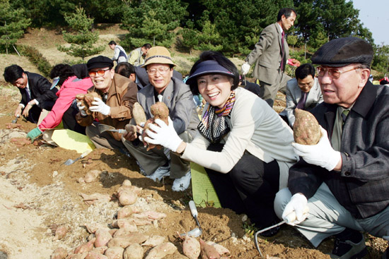 제가 키운 고구마, 정말 먹음직스럽죠!
